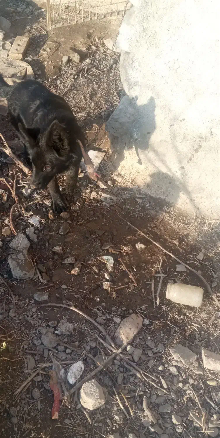 جرمن بلک|سگ|نیشابور, مدرس|دیوار