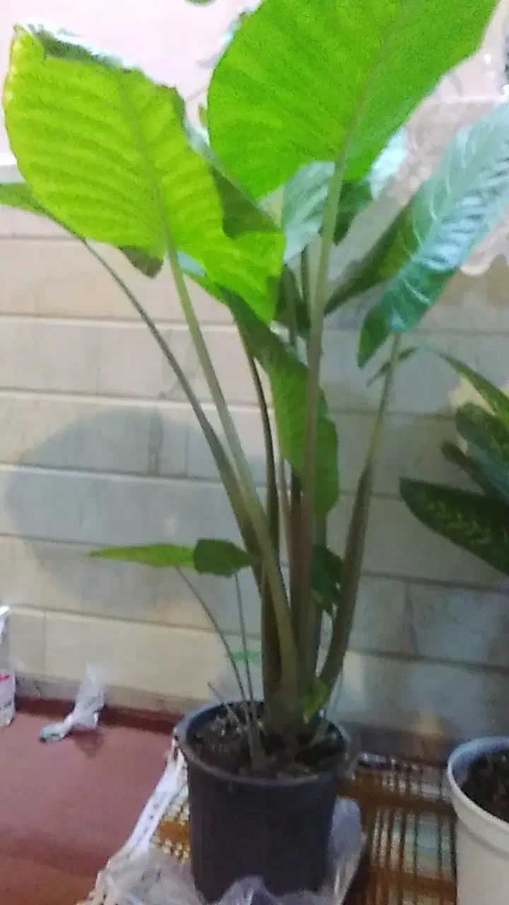 گل وگیاه طبیعی|گل و گیاه طبیعی|قم, باغ اشرافی|دیوار