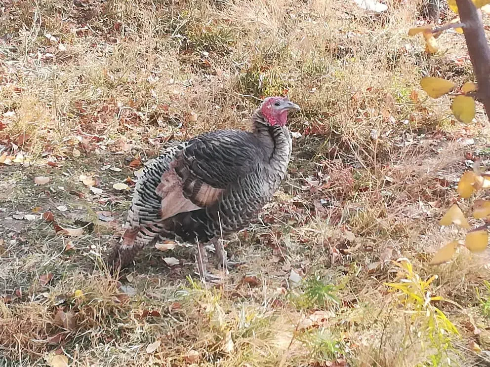 بوقلمون|حیوانات مزرعه|سارال, |دیوار