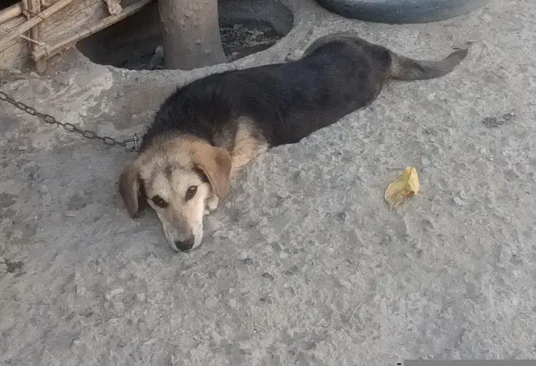 سگ پا کوتاه اصل|سگ|جیرفت, |دیوار