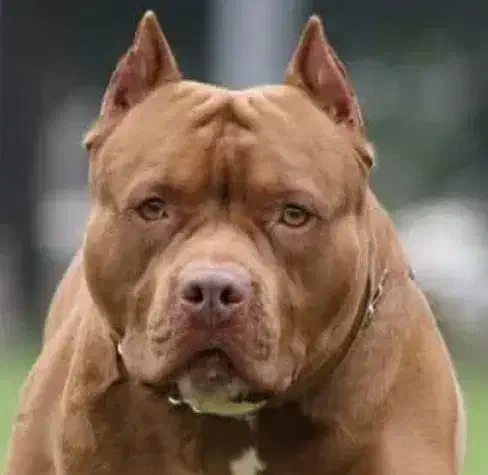 سگ پامریئن|سگ|ابهر, |دیوار