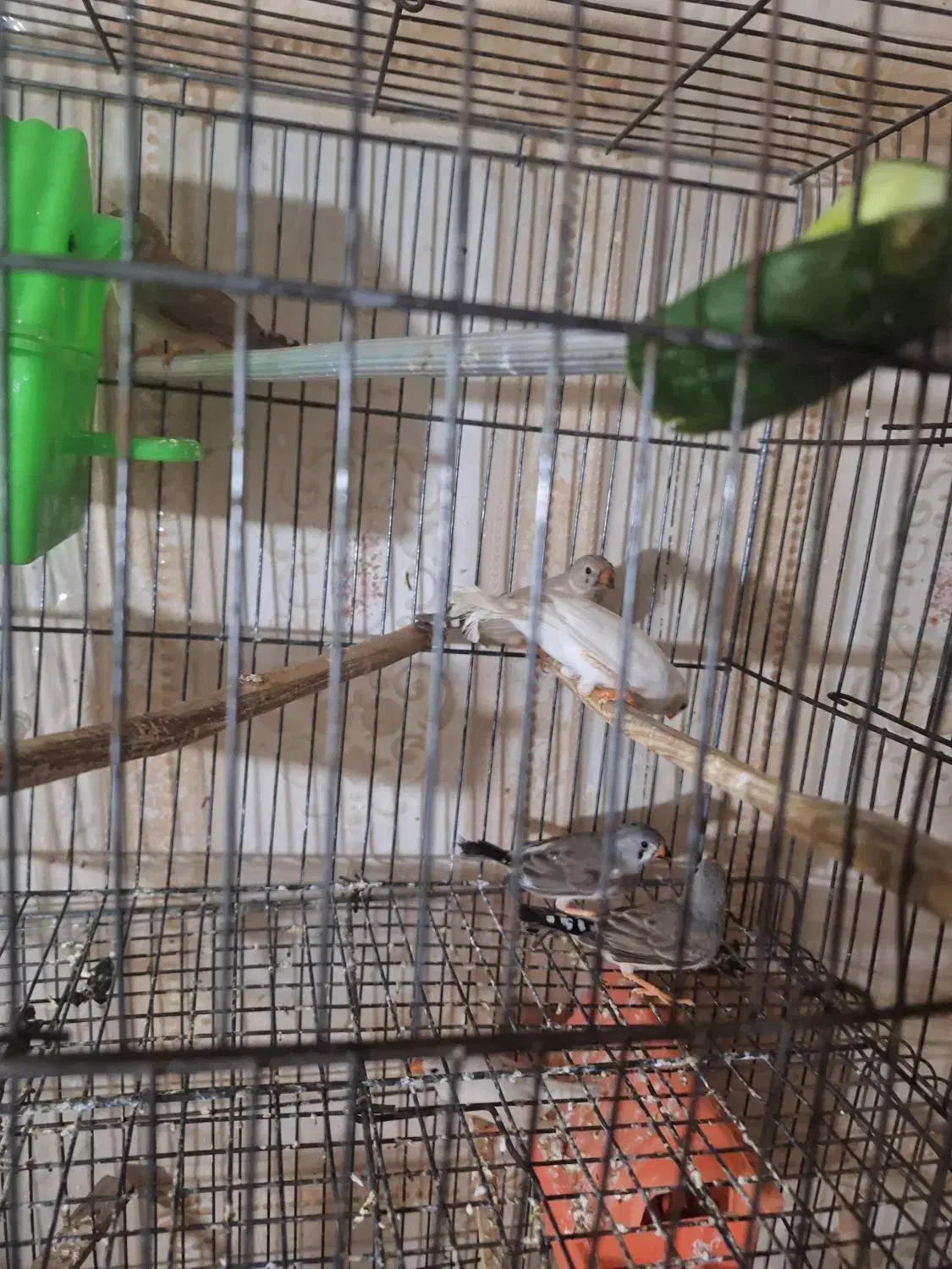 فنچ|پرنده|گتوند, |دیوار