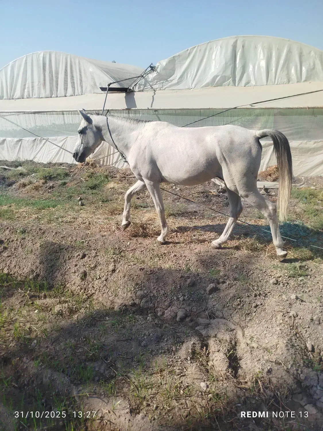 اسب سالم|اسب و تجهیزات اسب‌سواری|جیرفت, |دیوار