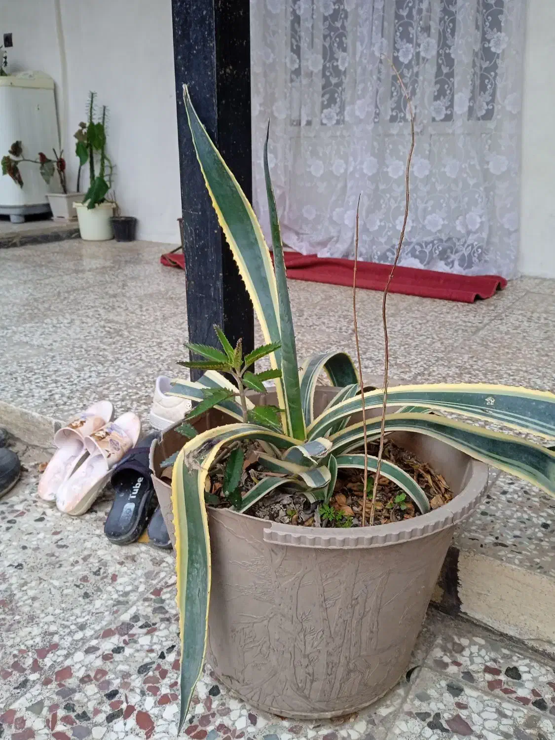 گل طبیعی|گل و گیاه طبیعی|صادق آباد, |دیوار