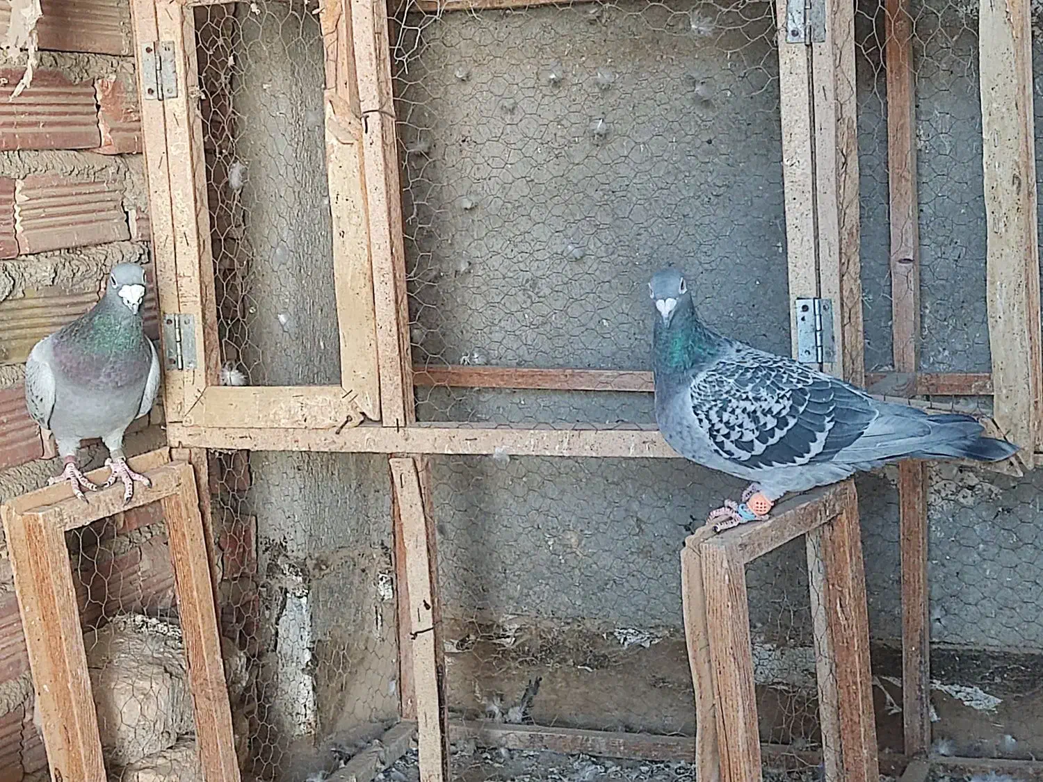 جفت کبوتر مسافتی|پرنده|زهک, |دیوار