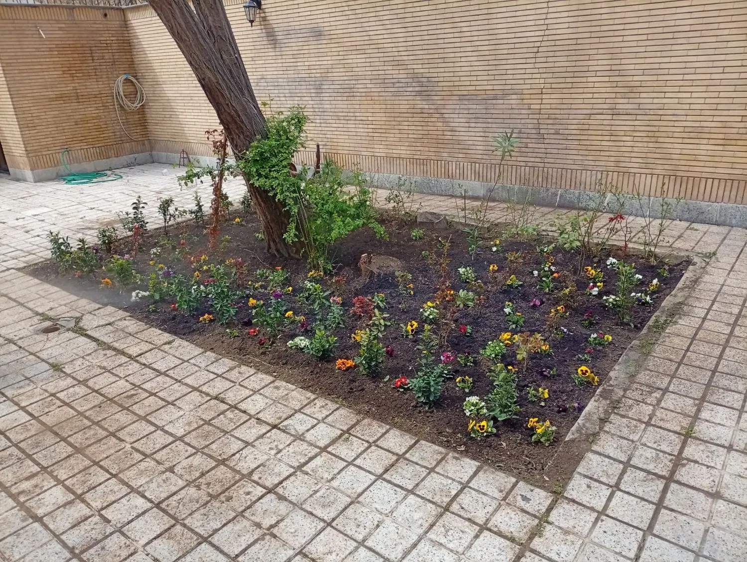 باغبانی چمن کاری تیلرزنی درختکاری هرس کاری گلکاری|خدمات باغبانی و درختکاری|مشهد, احمدآباد|دیوار