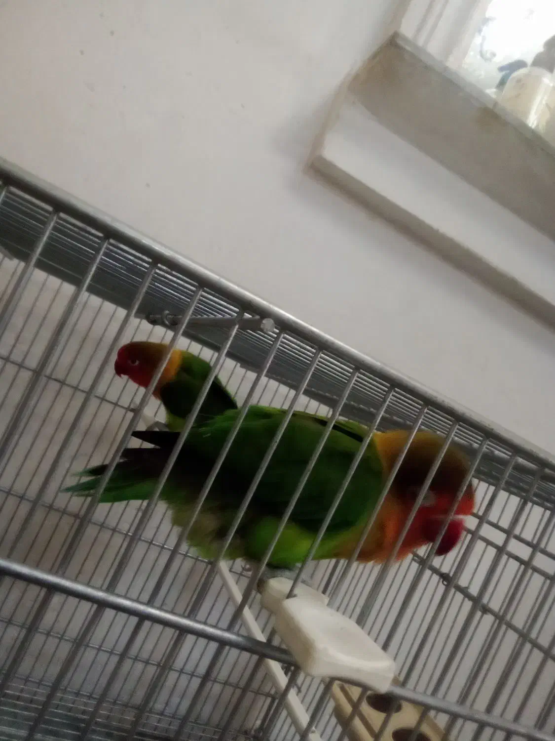 جفت کوتوله|پرنده|تبریز, |دیوار