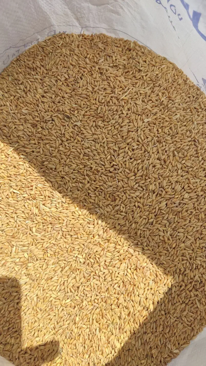 گندم بج و جو|عمدهفروشی|سپیدان, |دیوار