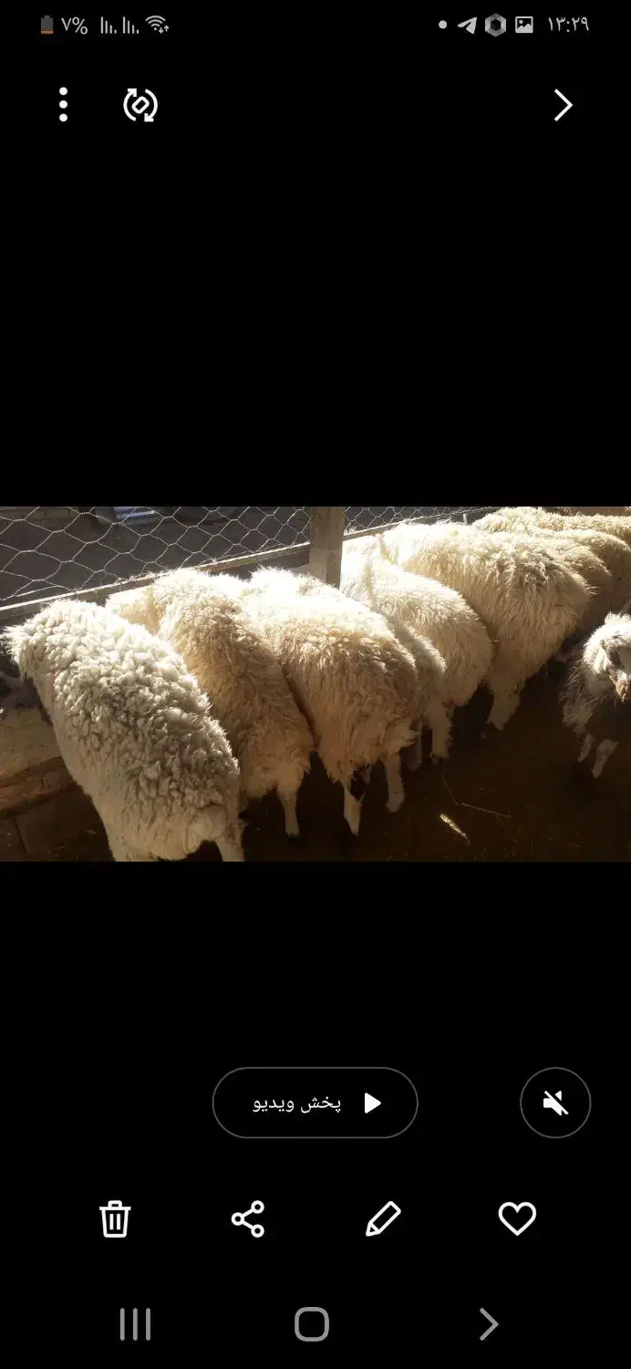 بره ماده سبک کابور زاییده شیشک چینی|حیوانات مزرعه|سده (خراسان جنوبی), |دیوار