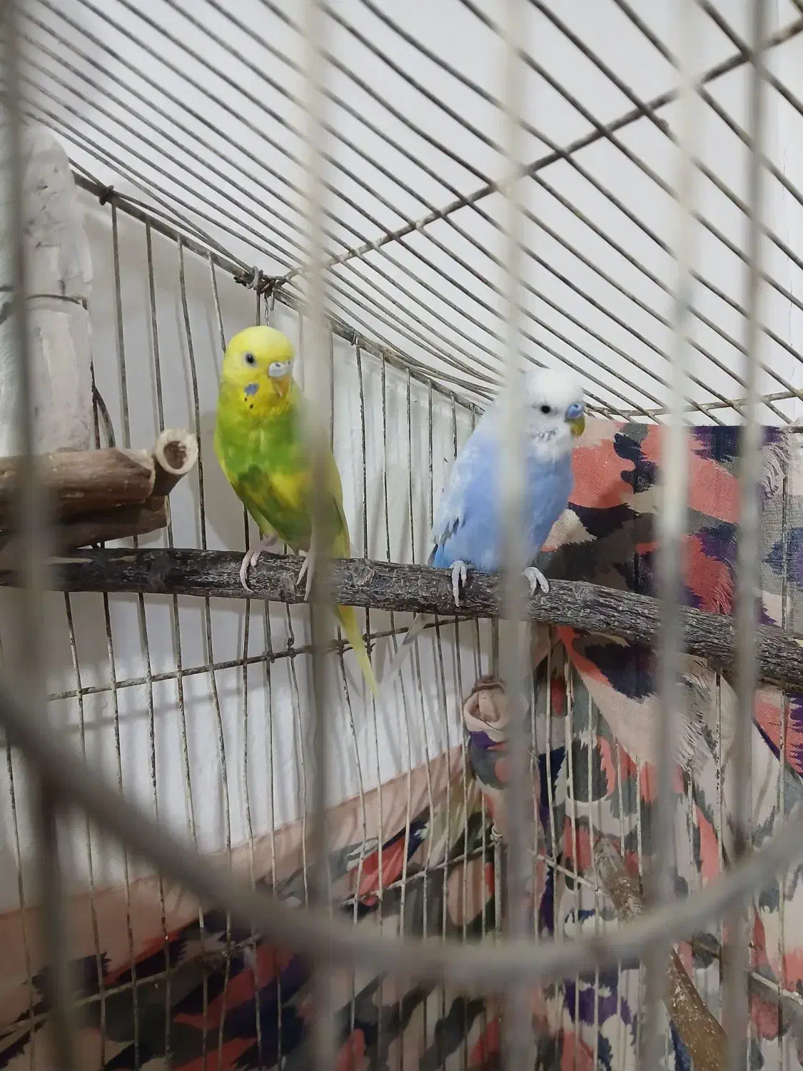 یجفت مرغ عشق مولد|پرنده|رباط‌کریم, رباط‌کریم|دیوار