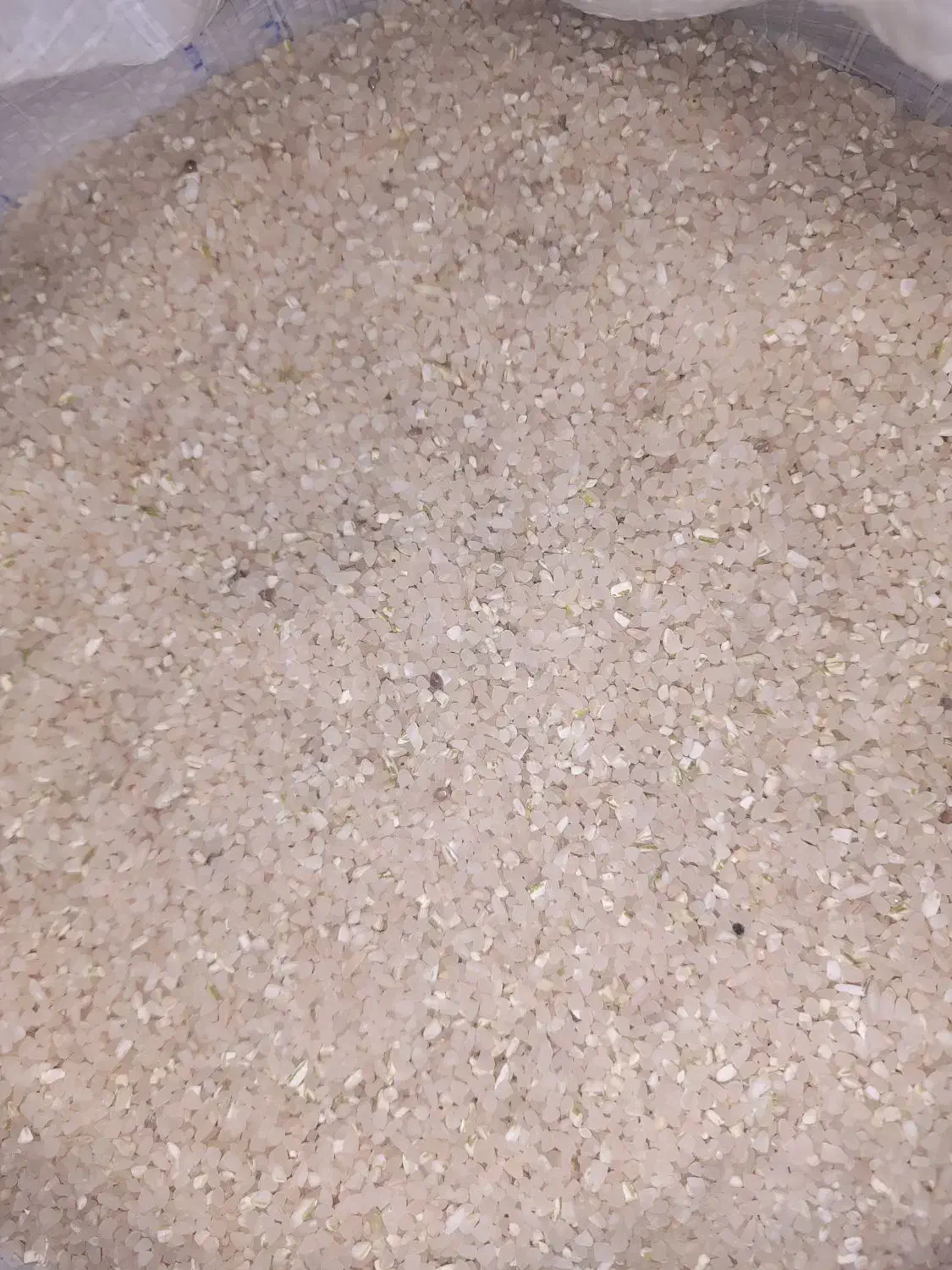 نیم دانه کامفیروزی امسالی|خوردنی و آشامیدنی|نی‌ریز, |دیوار