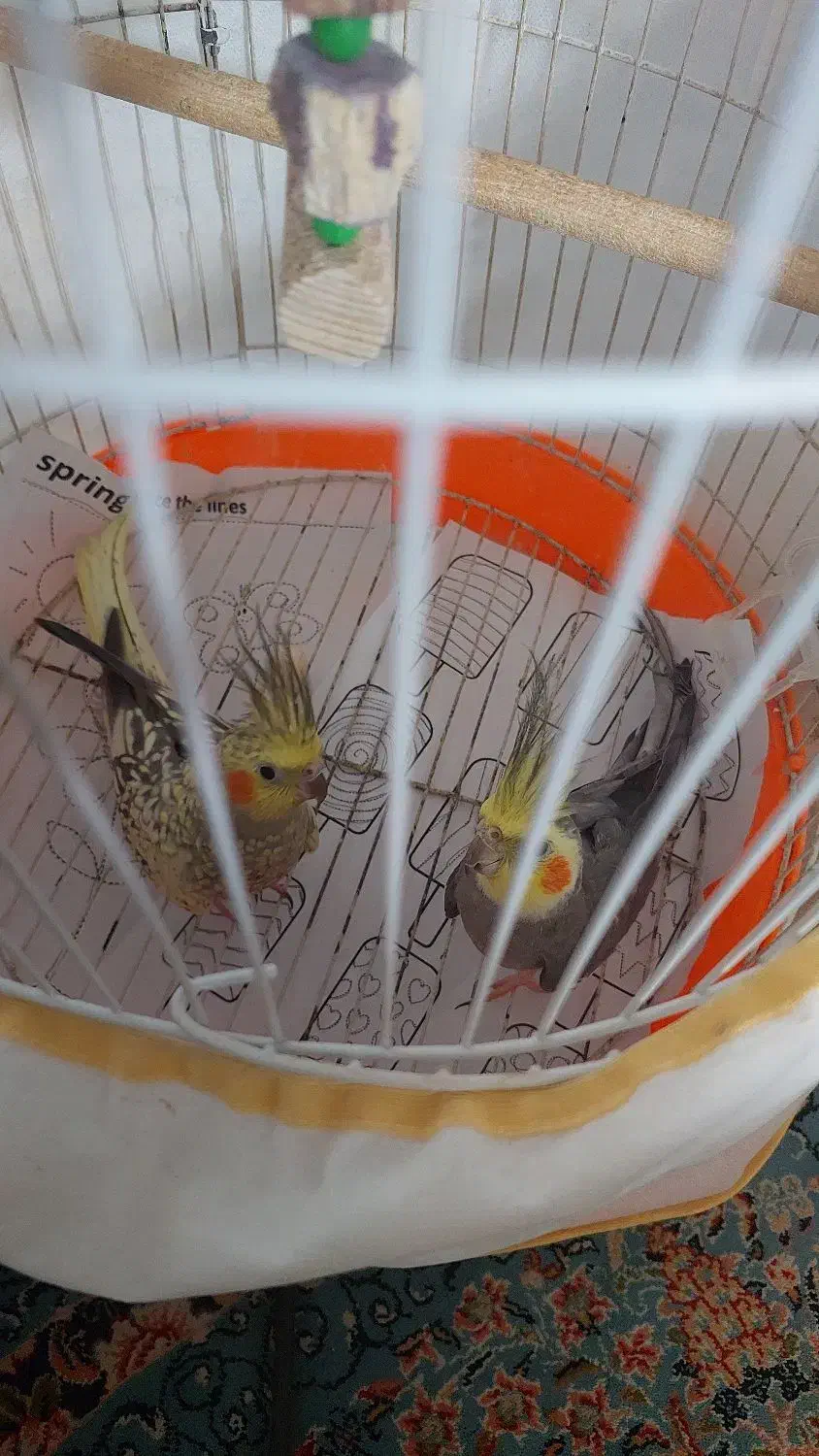 عروس هلندی|پرنده|بهشهر, |دیوار