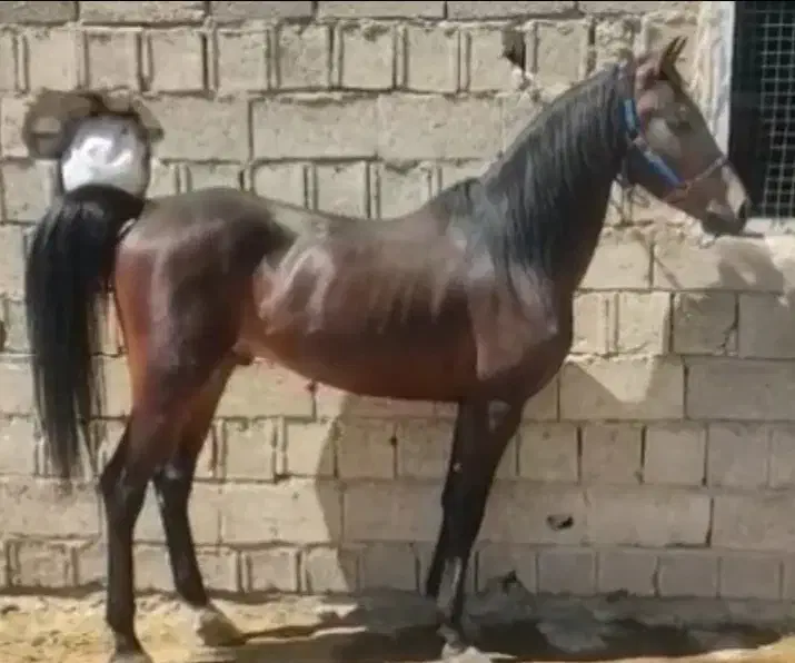 فروش اسب نریان|اسب و تجهیزات اسب‌سواری|ایلام, |دیوار