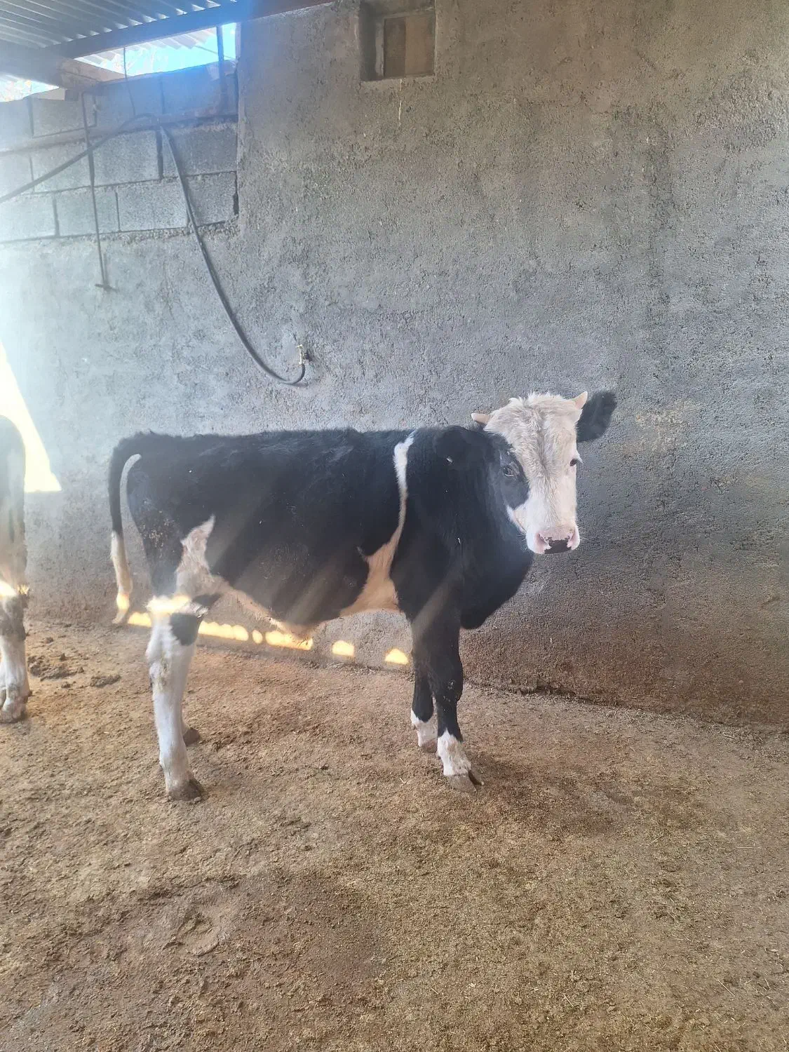 دوراس گوساله سیمنتال ودورک۳۰۰کیلو|حیوانات مزرعه|کمیجان, |دیوار