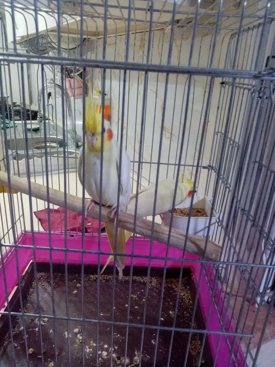 عروس هلندی|پرنده|شهریار, شهریار|دیوار