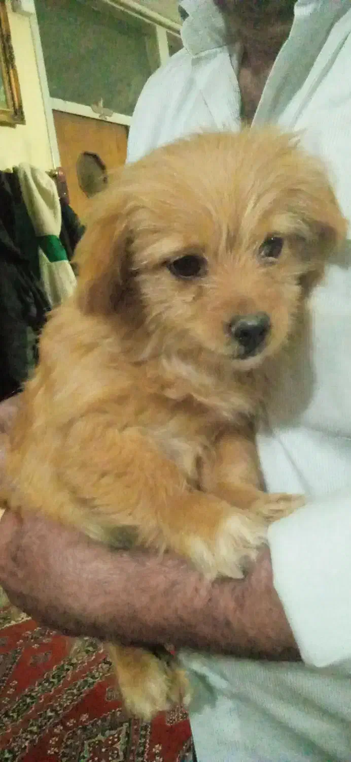 2تا سگ خارجی|سگ|خمین, |دیوار