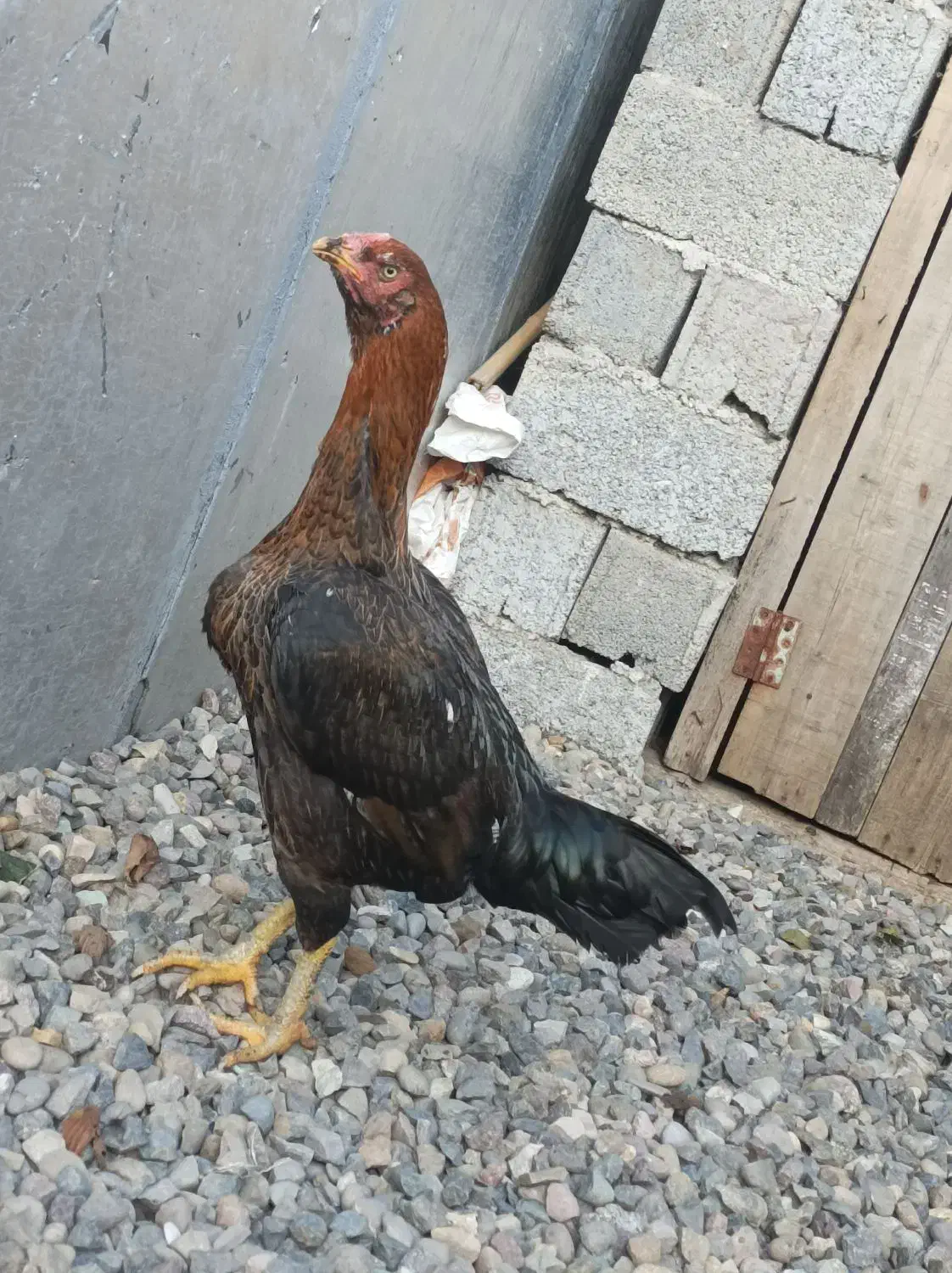 مرغ و خروس به فروش میرسد|حیوانات مزرعه|سیاهکل, |دیوار