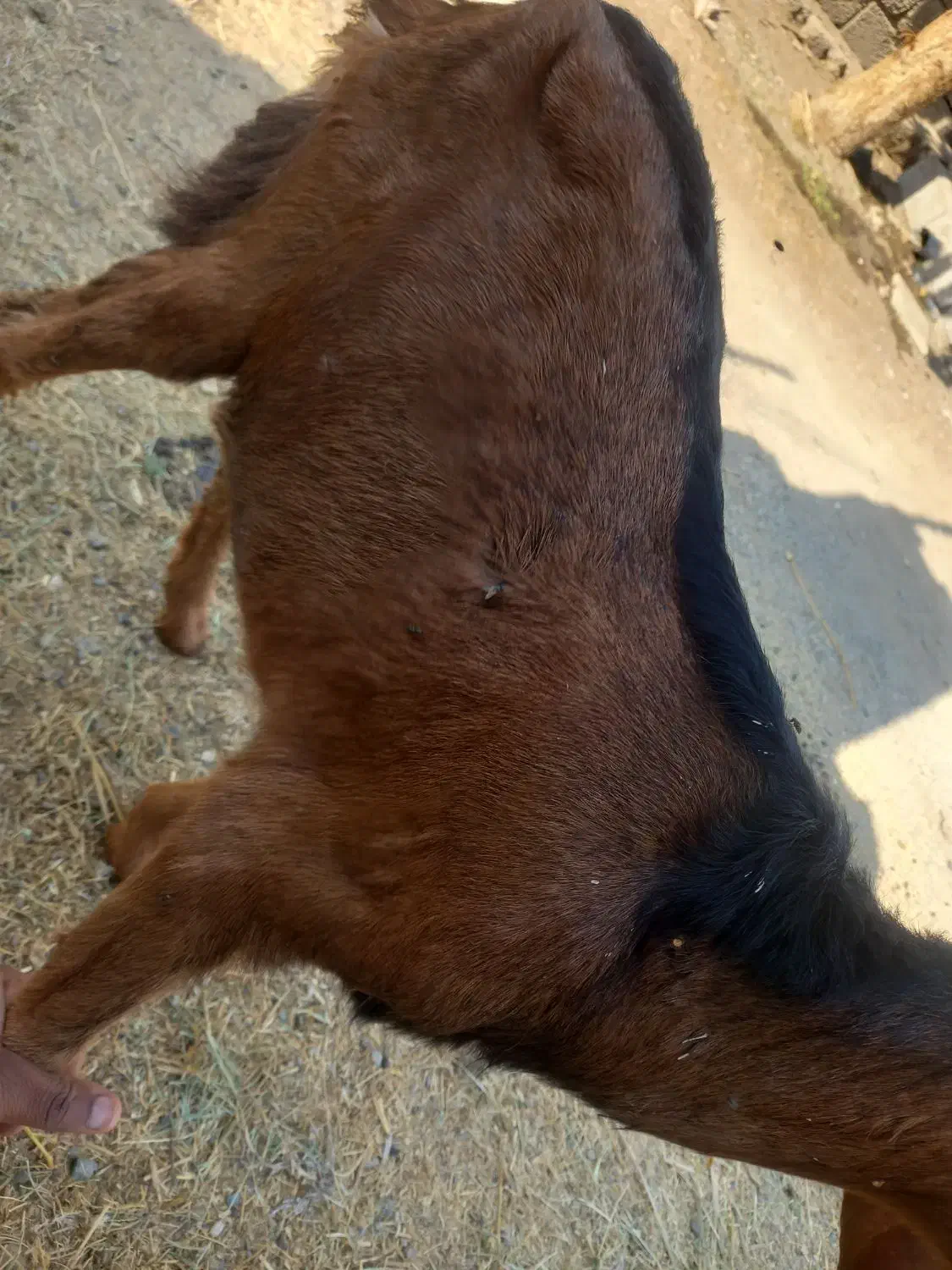 کهره نر|حیوانات مزرعه|رودان, |دیوار