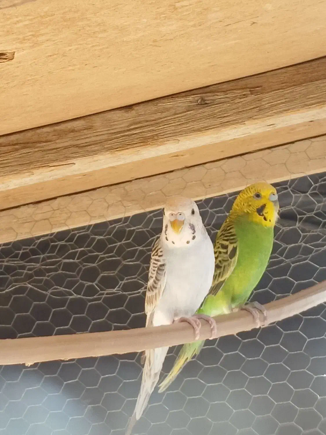 جفت مرغ عشق لب تخم|پرنده|سراوان, |دیوار