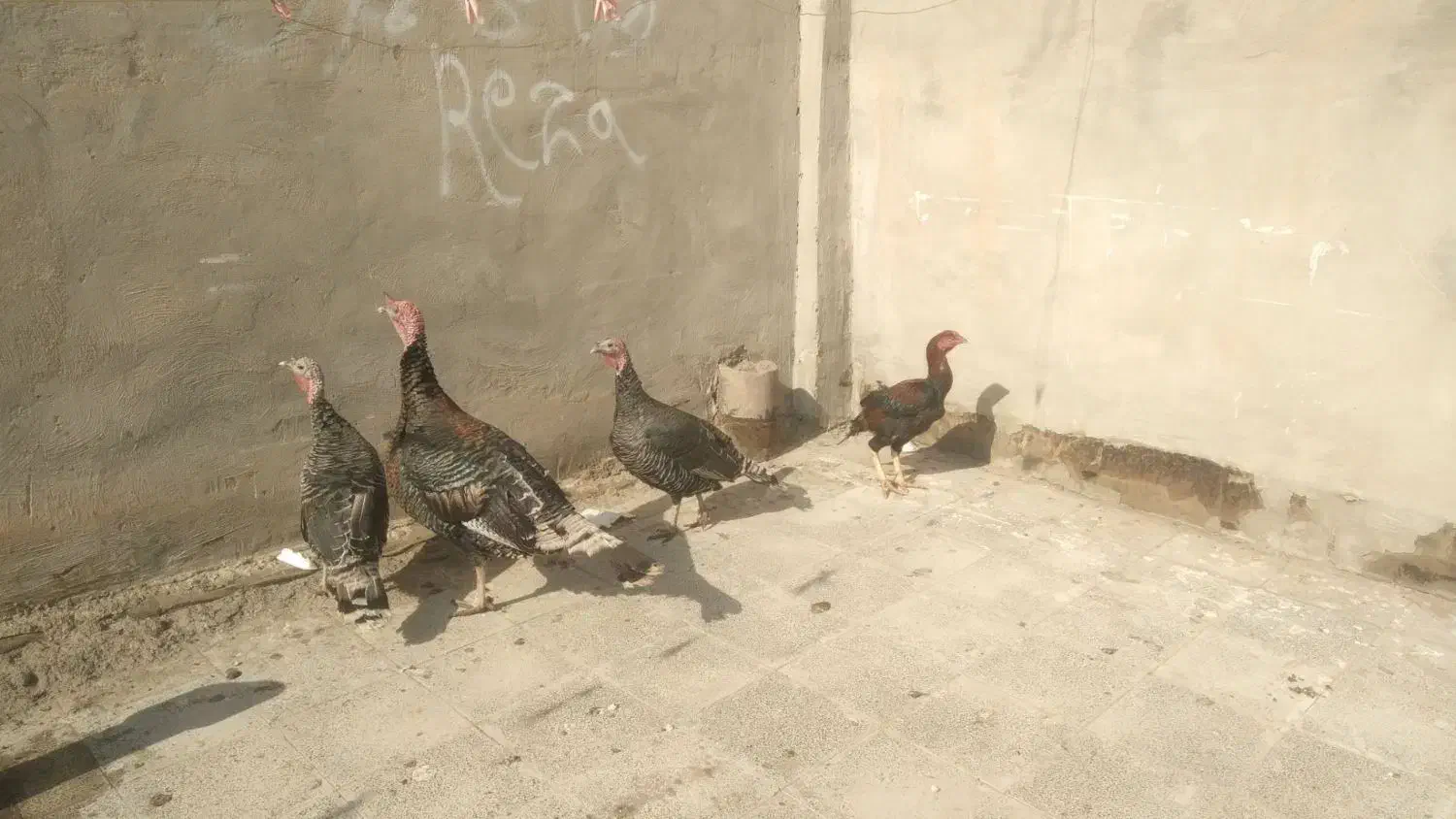 بوقلمو ب فروش میرسد|حیوانات مزرعه|تربت جام, جامی|دیوار