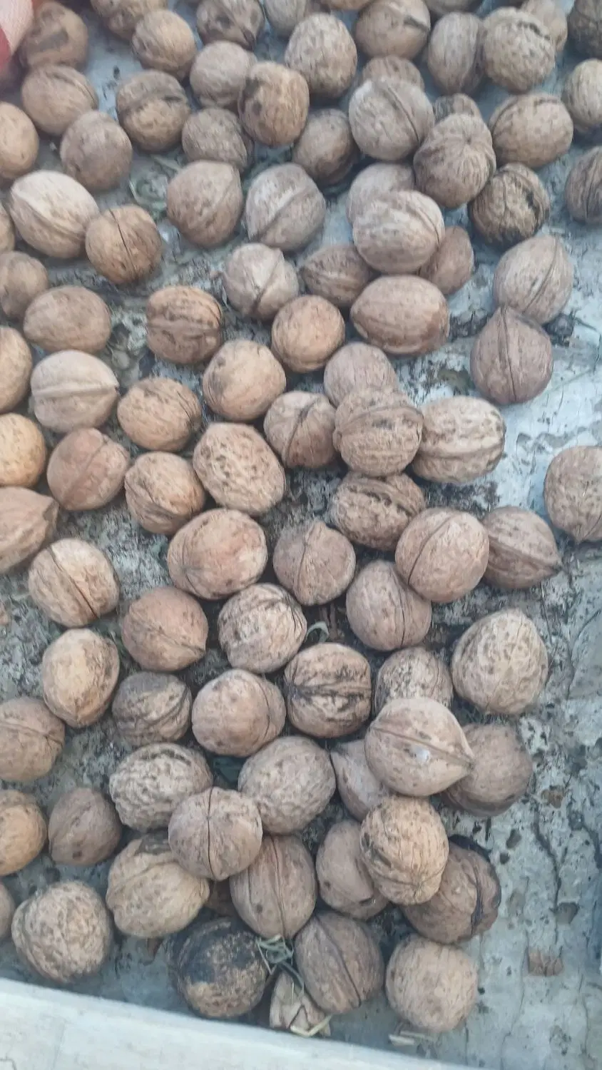 گردو|خوردنی و آشامیدنی|بومهن, |دیوار
