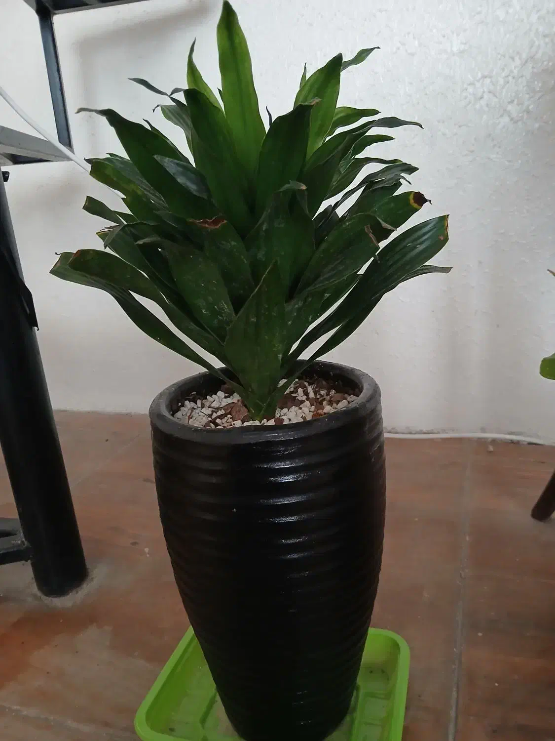 گل آناناسی|گل و گیاه طبیعی|اصفهان, رکن الدوله شرقی|دیوار