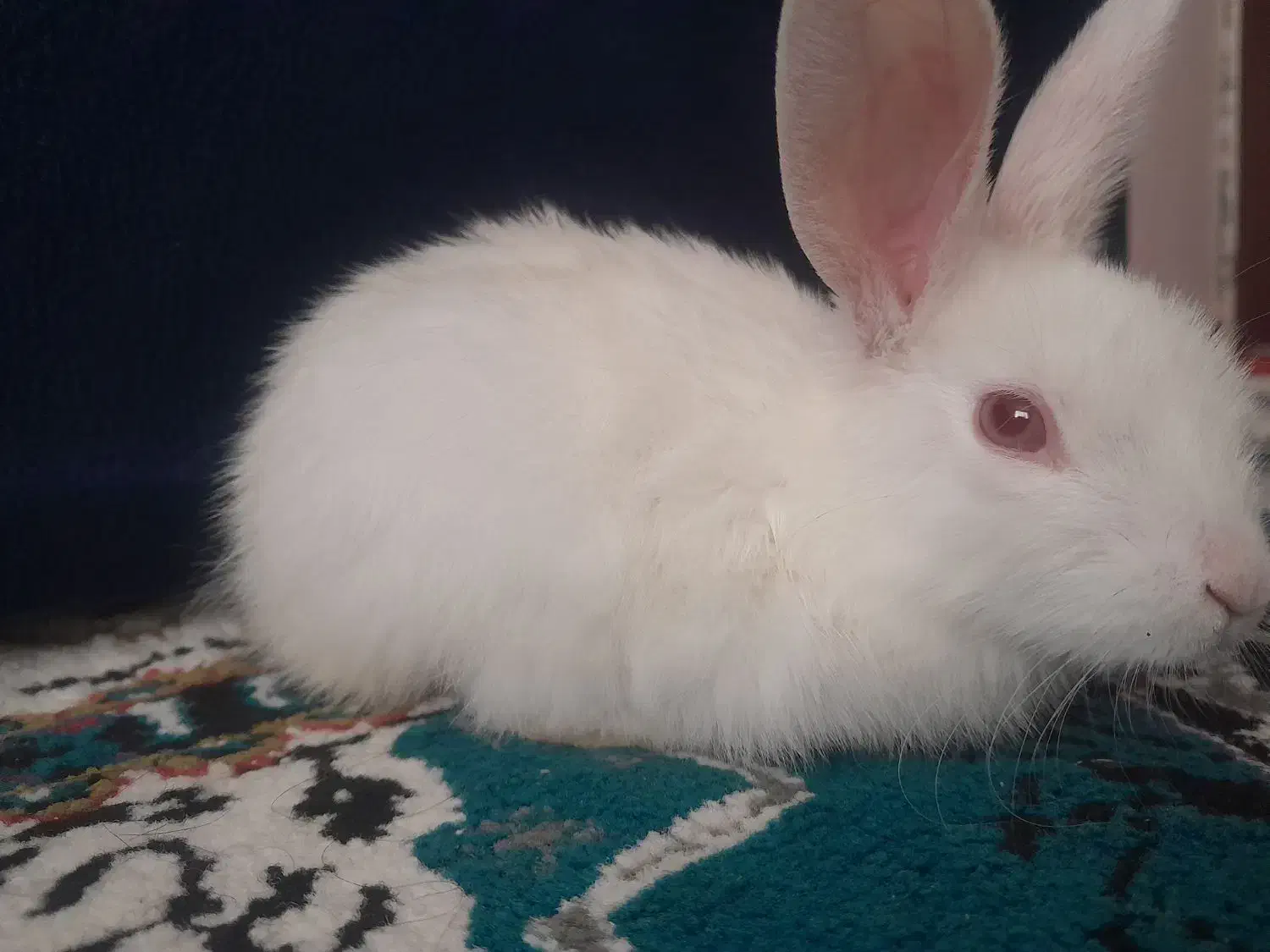 بچه خرگوش|موش و خرگوش|اسفراین, |دیوار