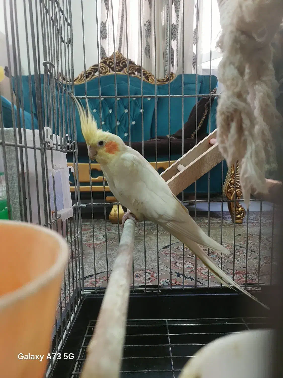 معاوضه یا فروش عروس هلندی مولد همراه جوجه هاش|پرنده|تهران, مشیریه|دیوار