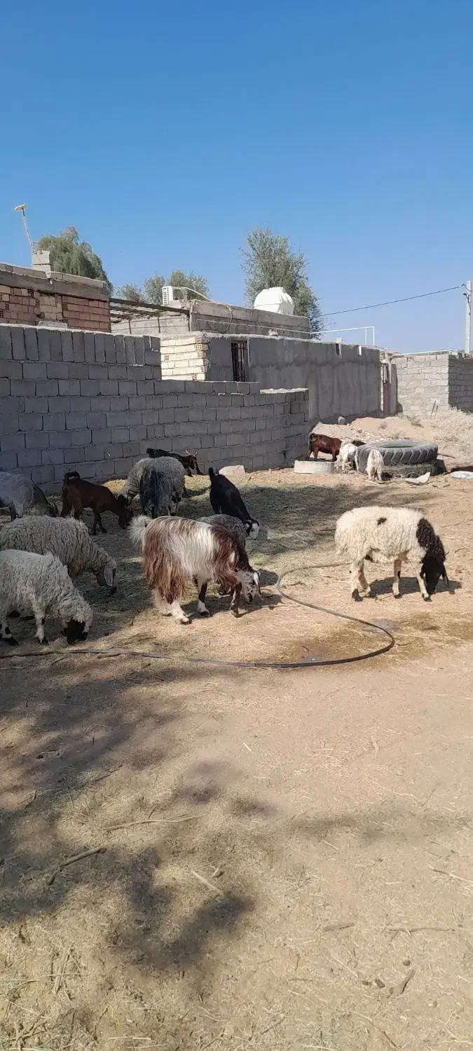 گوسفند|حیوانات مزرعه|بم, |دیوار