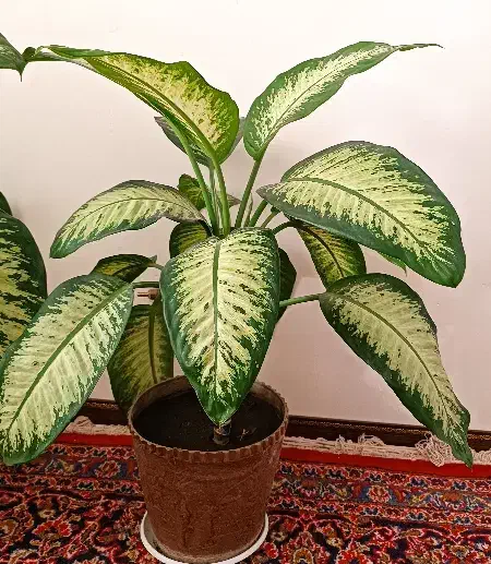 دیفن باخیا بزرگ و پاجوش|گل و گیاه طبیعی|گلبهار, شهر جدید گلبهار|دیوار