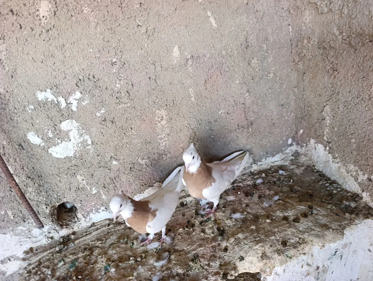کبوتر طوقی سینه|پرنده|مرودشت, کناره|دیوار