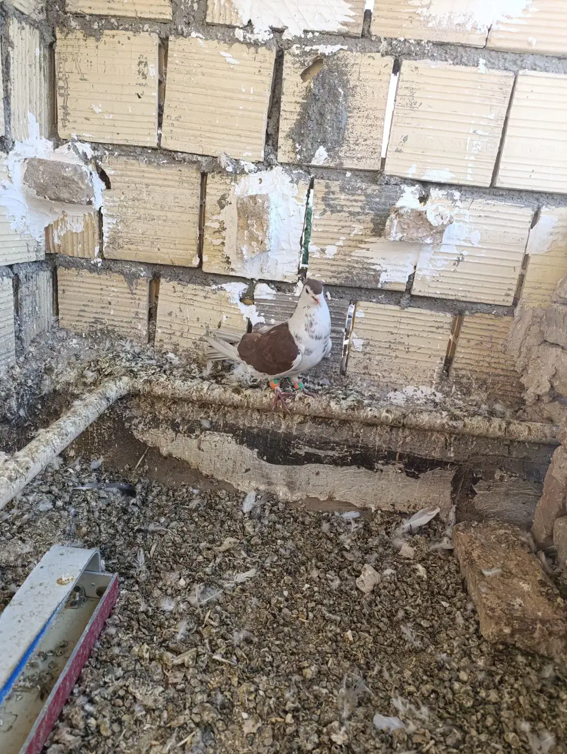 فروشی|پرنده|فردوس (خراسان), |دیوار