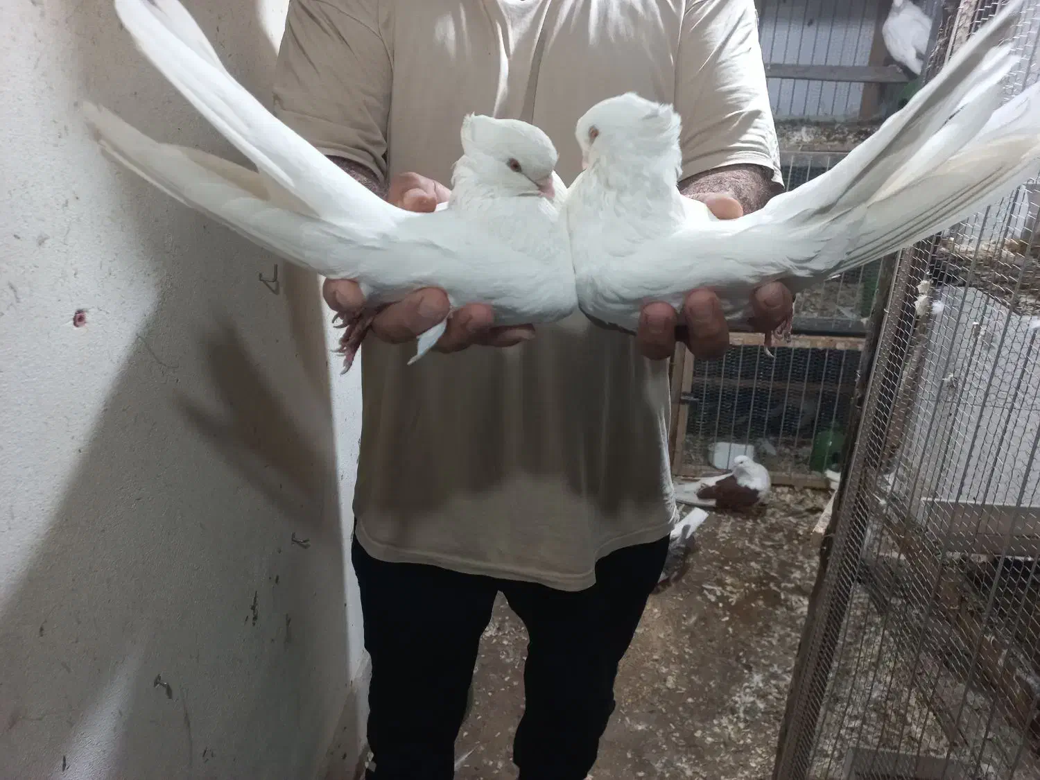 پرنده.کبوتر|پرنده|ساری, |دیوار