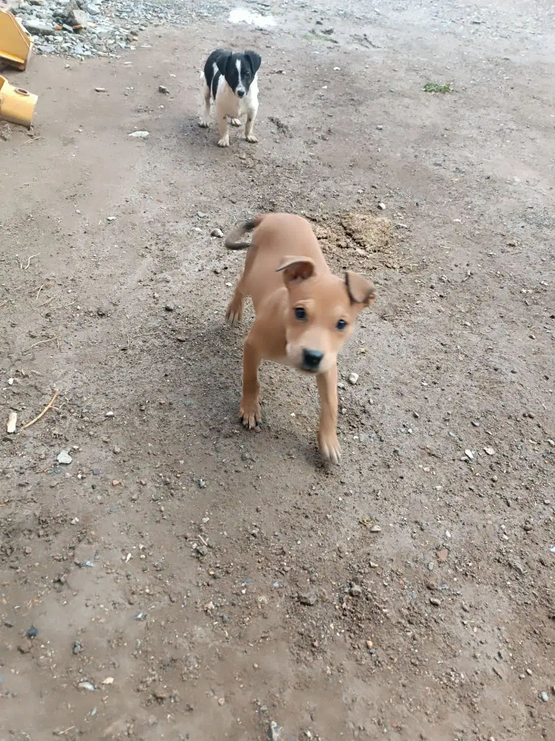 پیتبول ماده|سگ|نقده, |دیوار