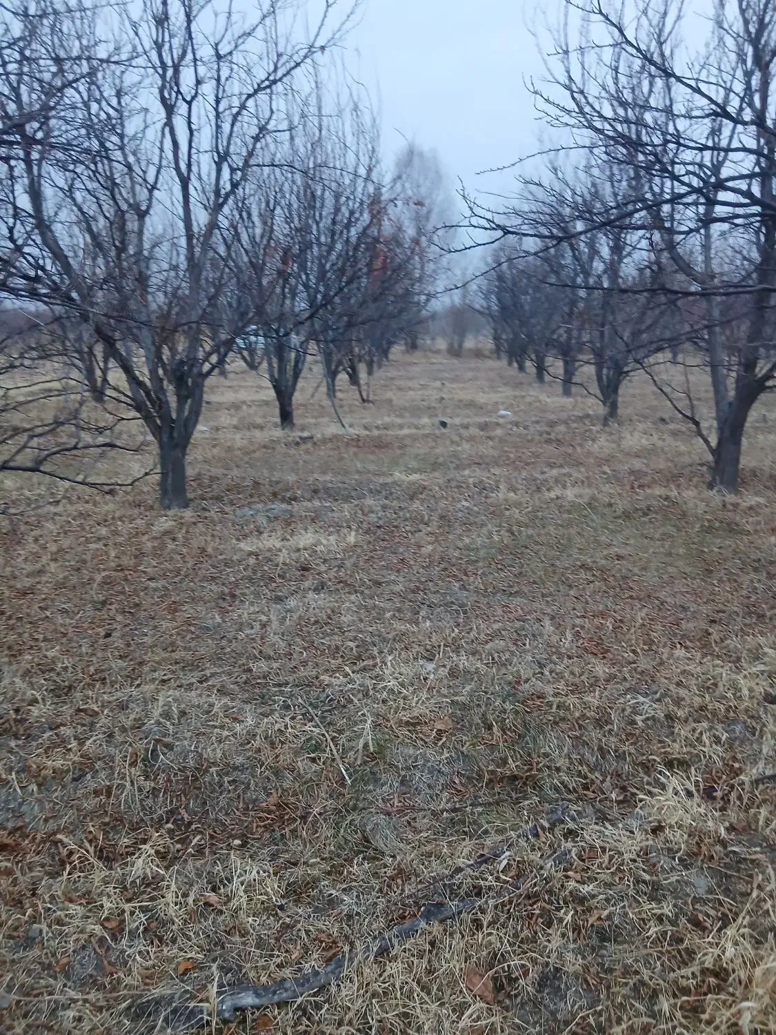 باغ الوکالیفرنیا ۱۵۰۰ متر با اب چاه|فروش زمین و ملک کلنگی|نوشین شهر, |دیوار