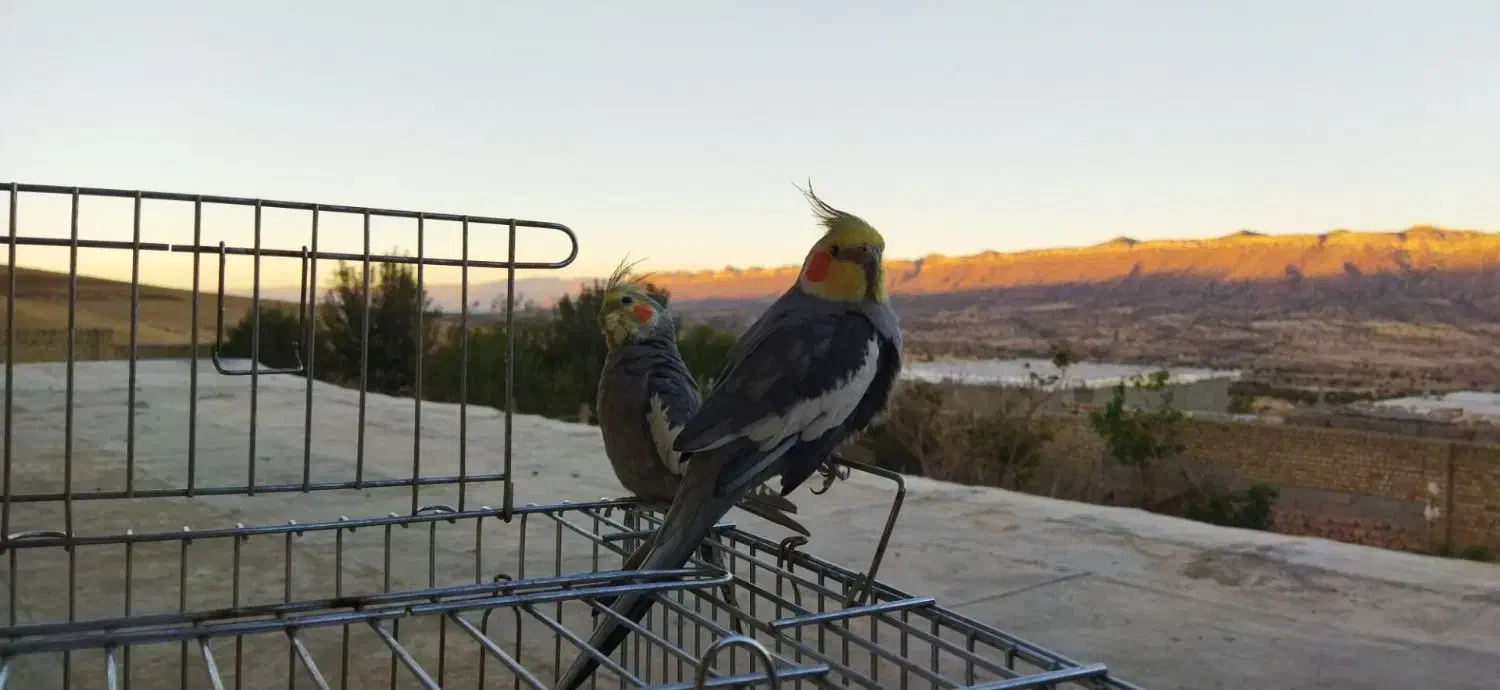 دو عدد عروس هلندی|پرنده|کوهدشت, |دیوار