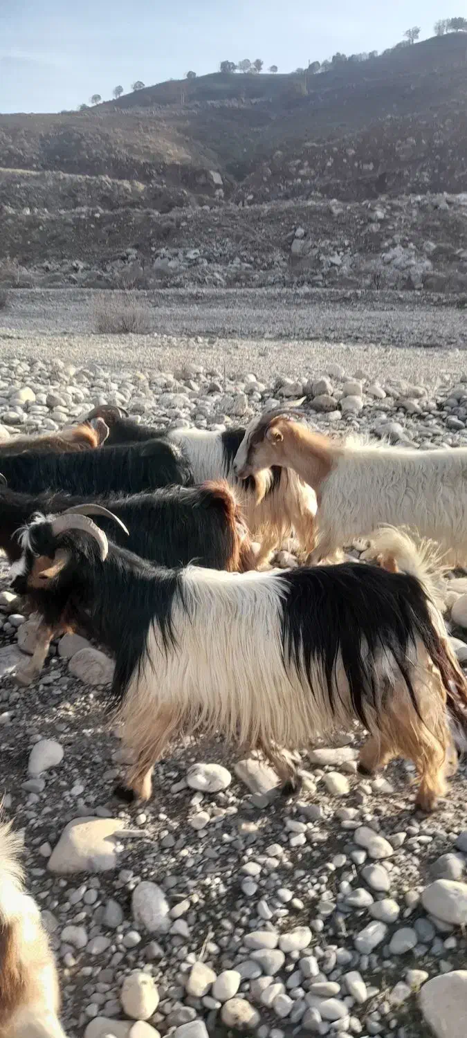 بزچاق|حیوانات مزرعه|بدره, |دیوار