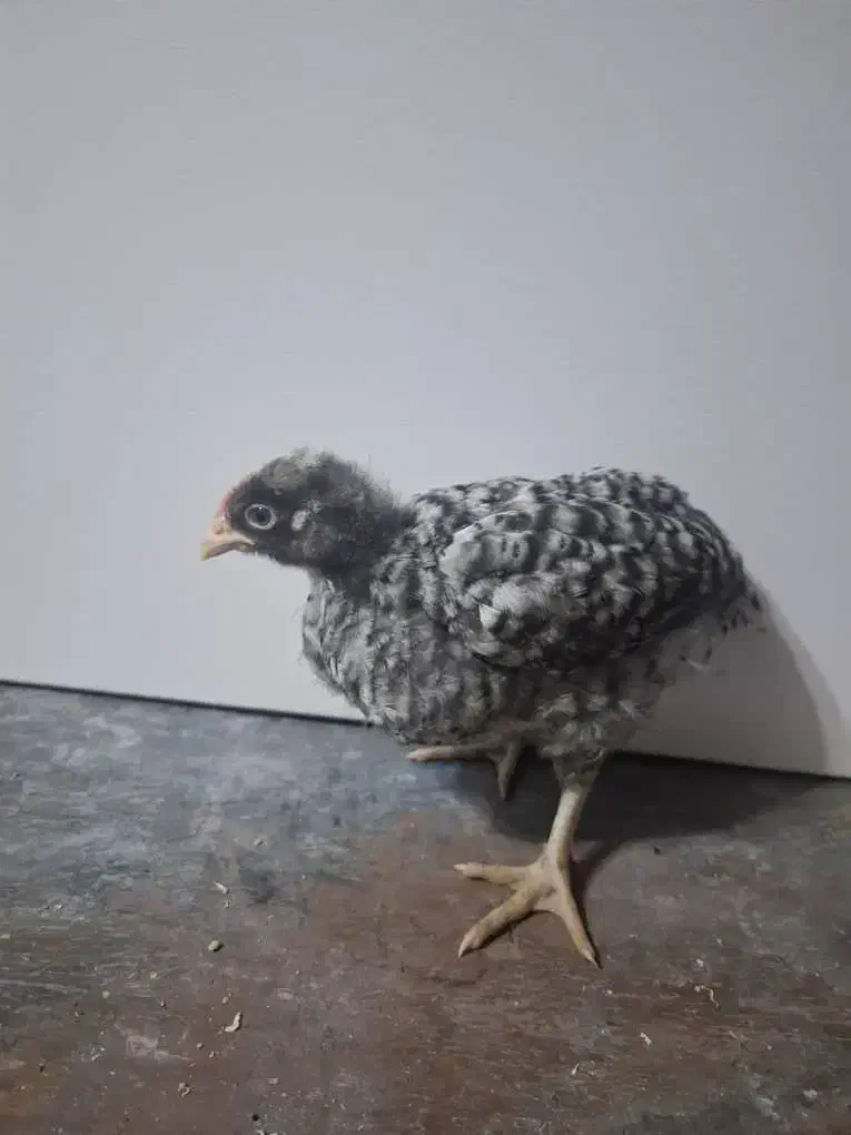 جوجه و تخم امروک یا پیامت راک اصل|حیوانات مزرعه|رشت, کوی حسینی|دیوار