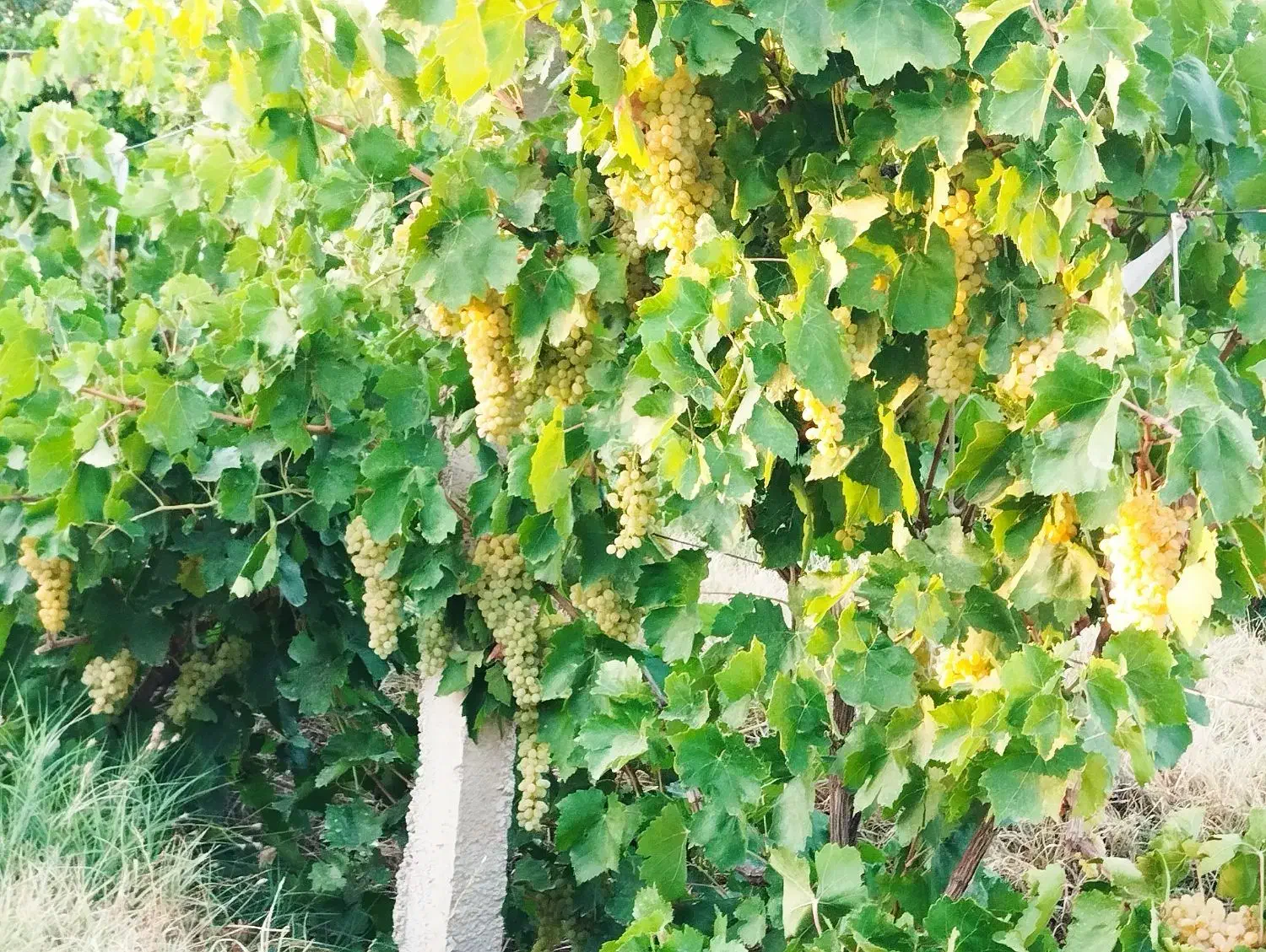 باغ انگور داربستی سفید جوان ۴۸۰۰متر|فروش زمین و ملک کلنگی|ابهر, |دیوار