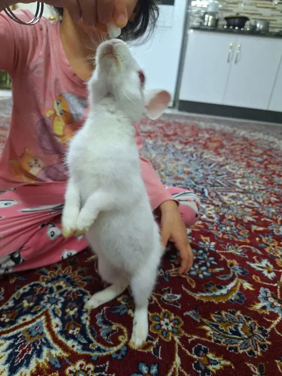 خرگوش|موش و خرگوش|تهران, قصر فیروزه ۱|دیوار