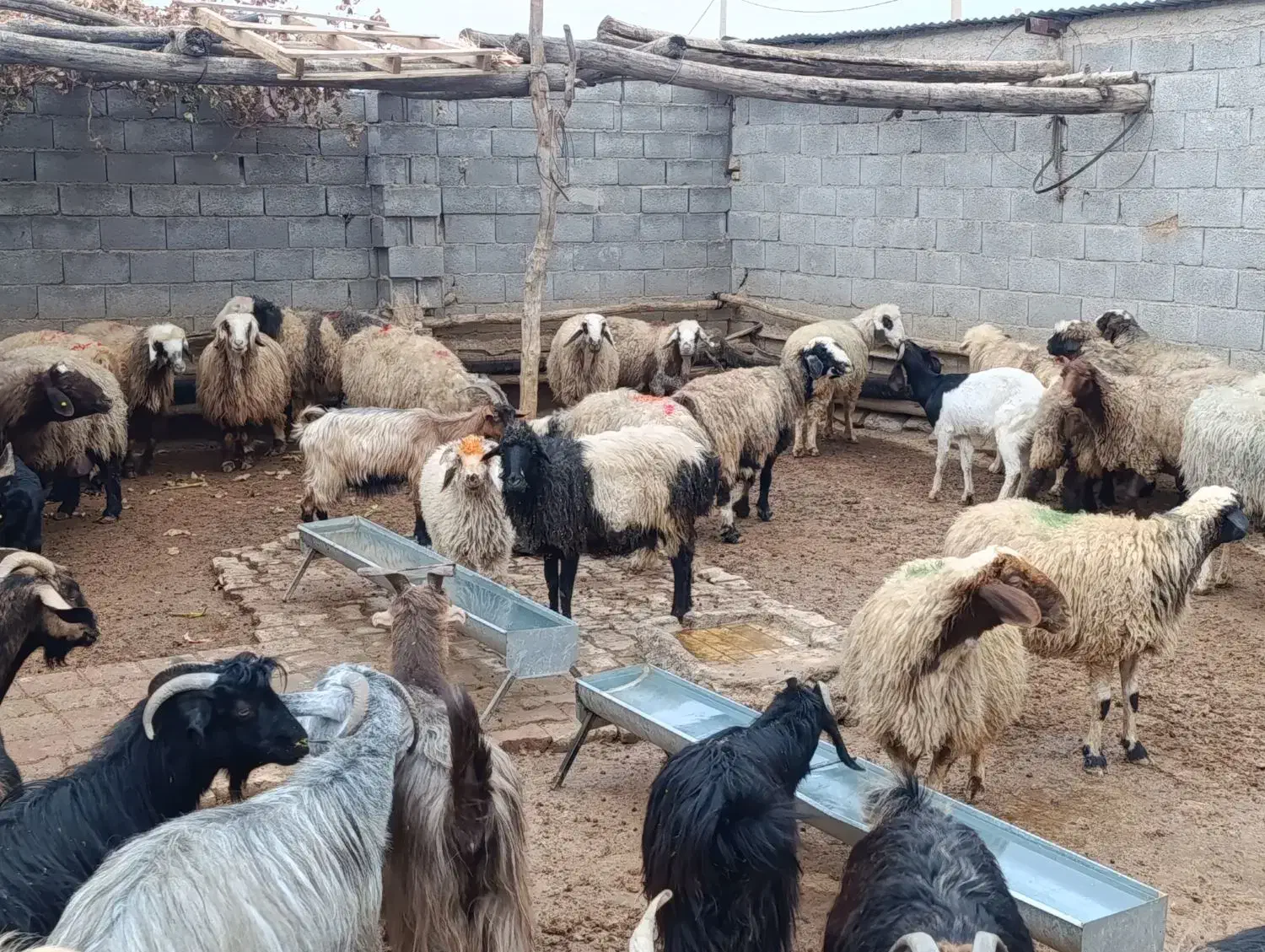 فروش دام پرواری جهت کشتار|حیوانات مزرعه|لردگان, |دیوار