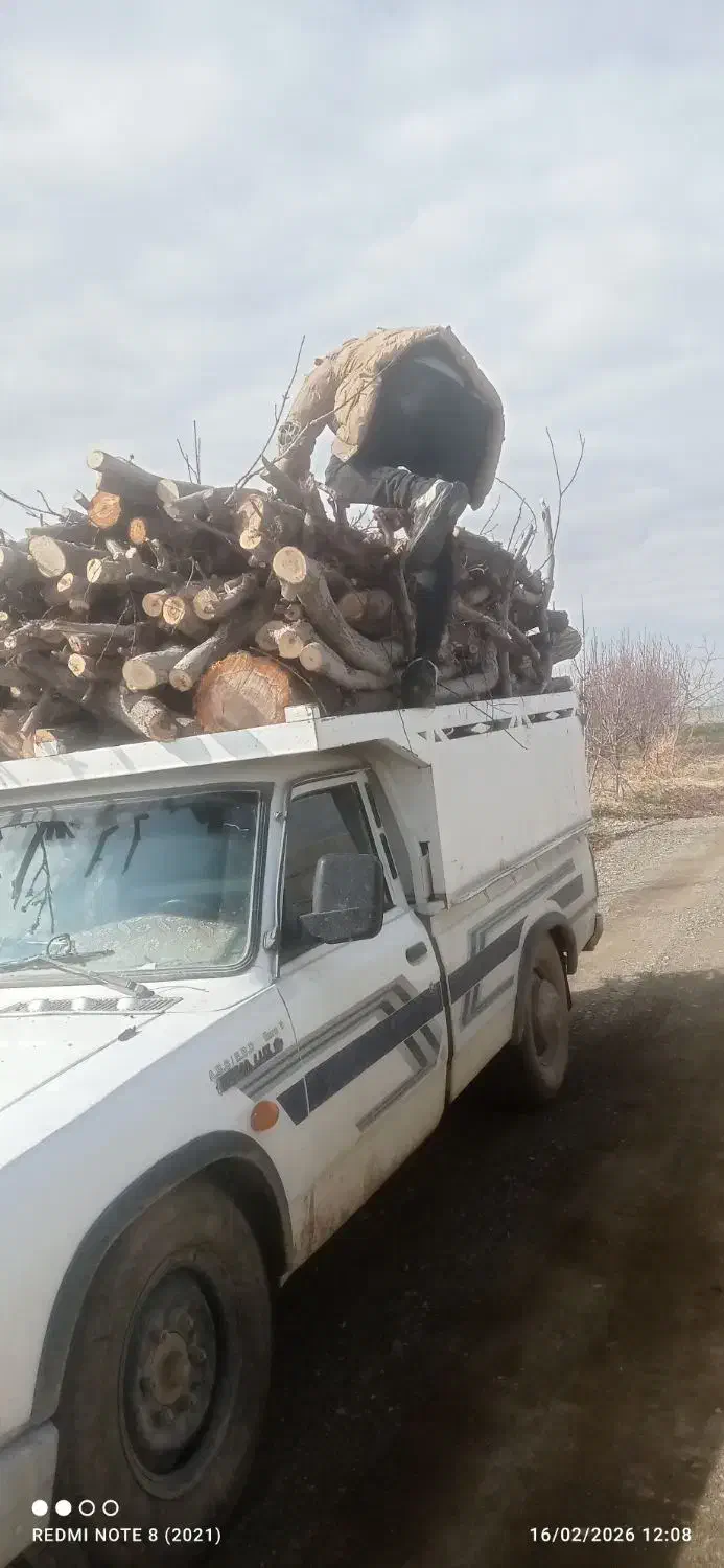 هرس کردن|خدمات باغبانی و درختکاری|چناران, |دیوار