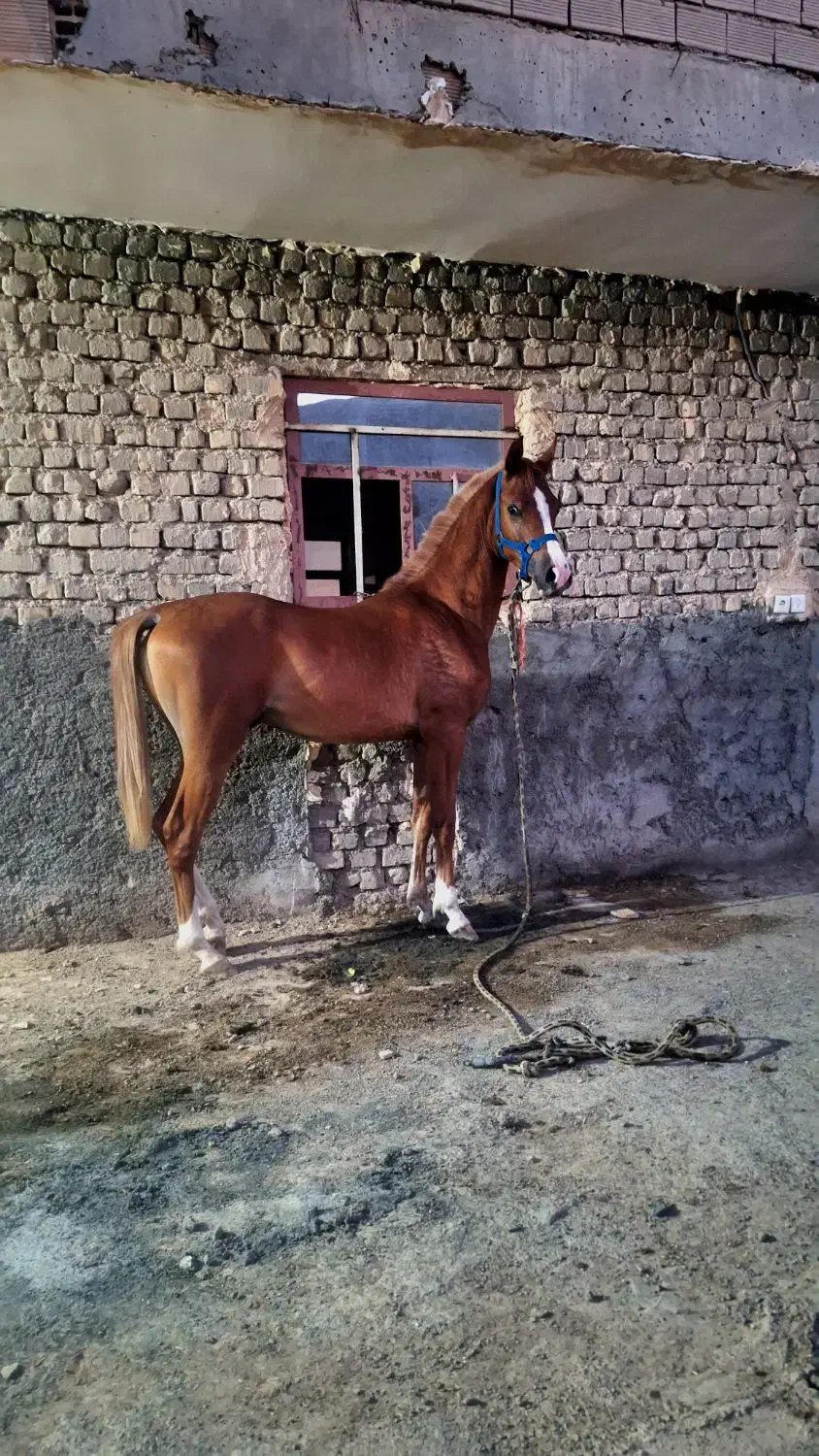 اسب یه سر عرب|اسب و تجهیزات اسبسواری|شاهینشهر, گزبرخوار|دیوار