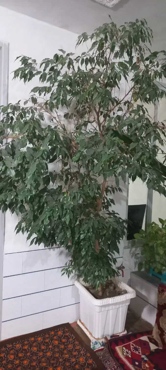 گل بنجامین|گل و گیاه طبیعی|اقلید, |دیوار