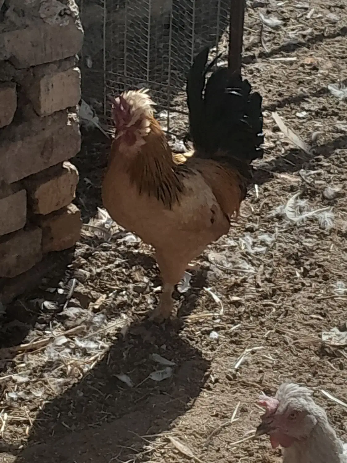 خروس بومی و برهما اصل|حیوانات مزرعه|کاشان, لتحر|دیوار