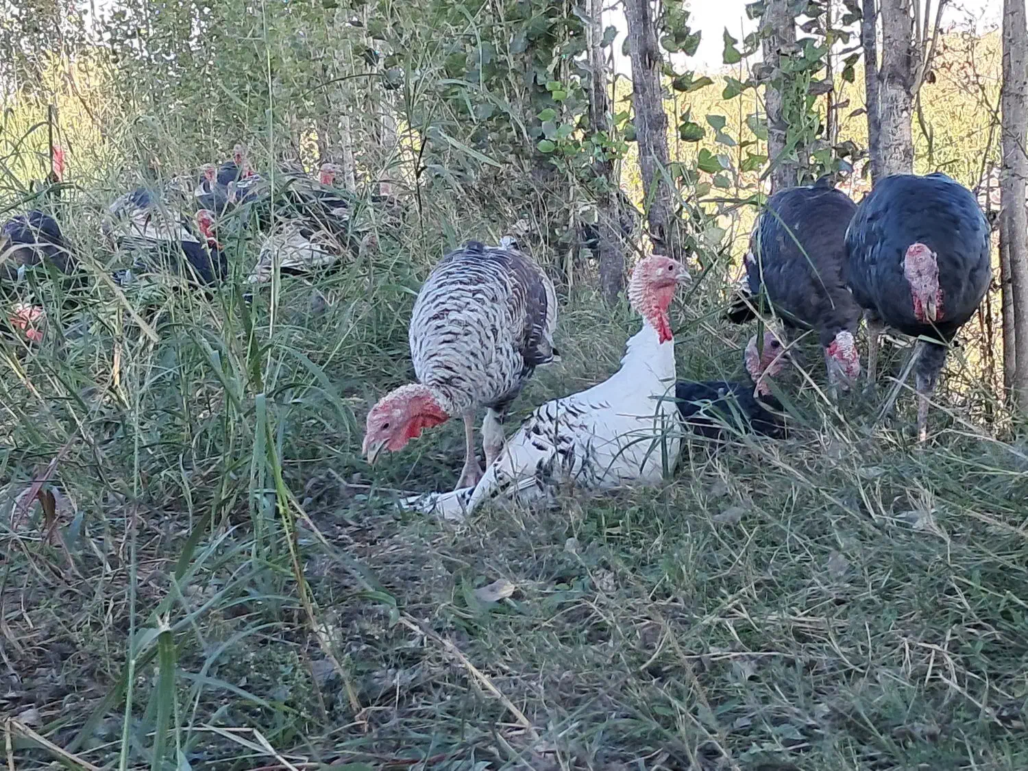 بوقلمون طعبیی|حیوانات مزرعه|پارس‌آباد, |دیوار