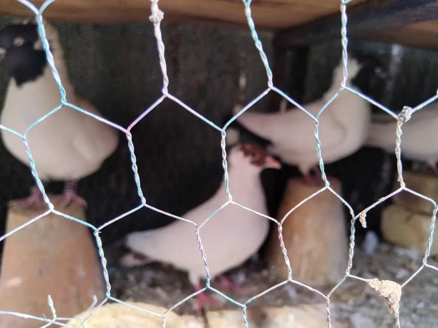 پرنده|پرنده|اصفهان, جنیران (لادان)|دیوار