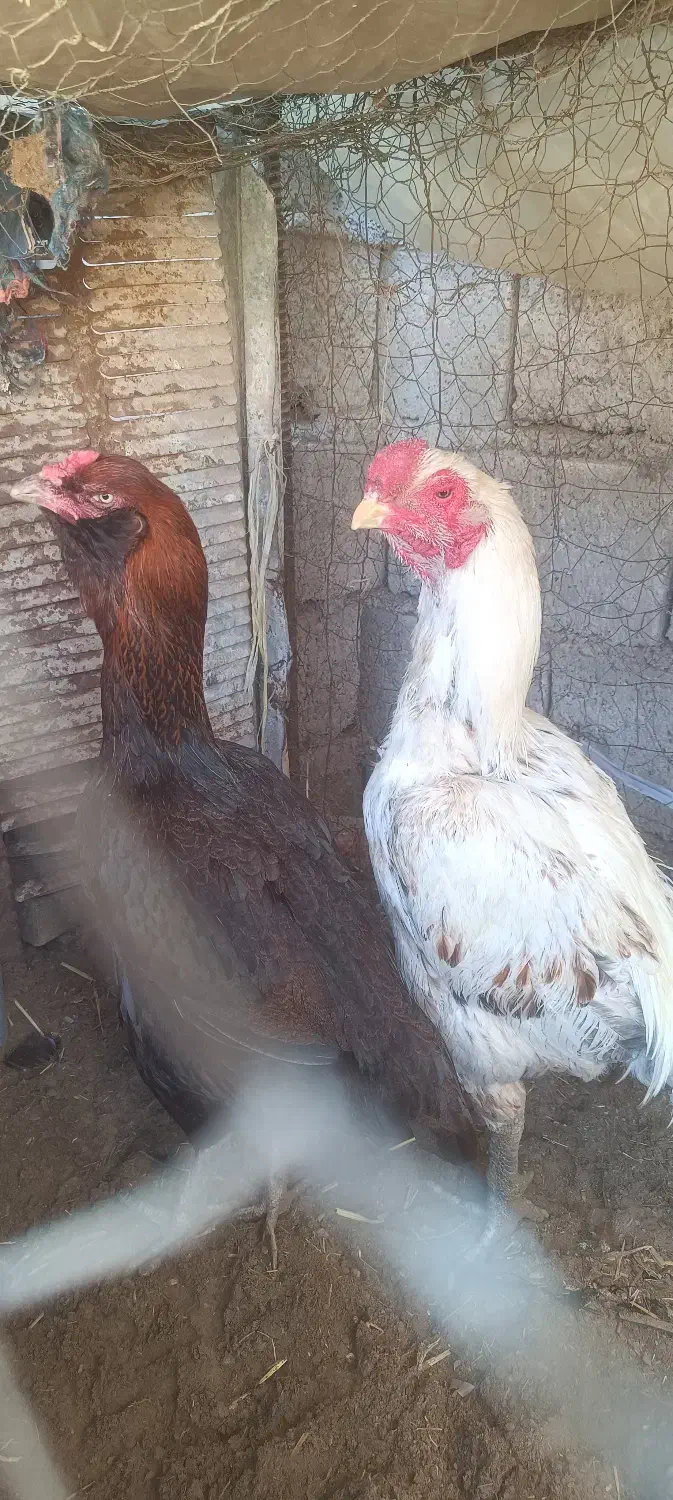 مرغ لاری|حیوانات مزرعه|کورین, |دیوار