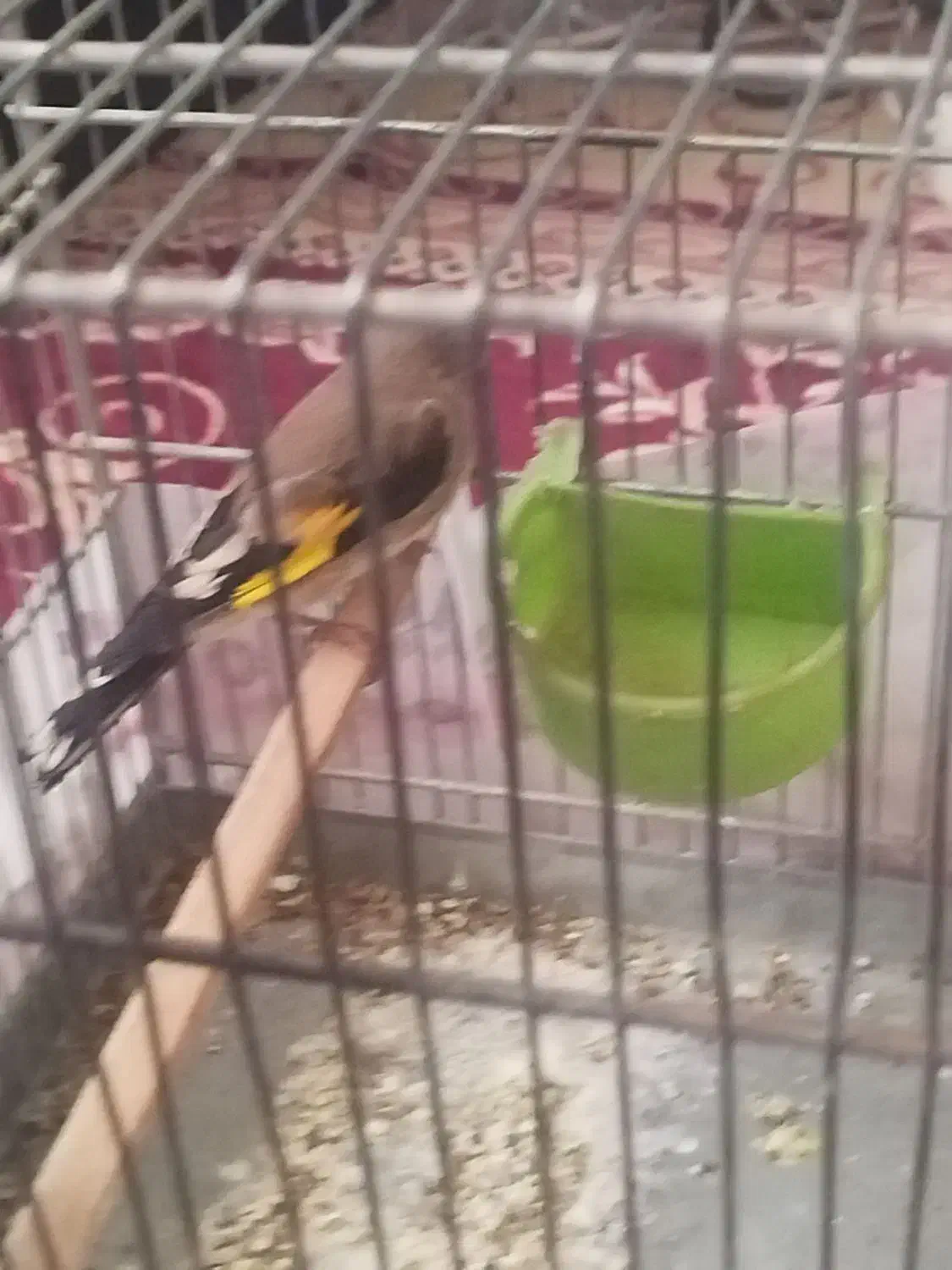 جوجه سهره رسمی|پرنده|قم, پردیسان|دیوار