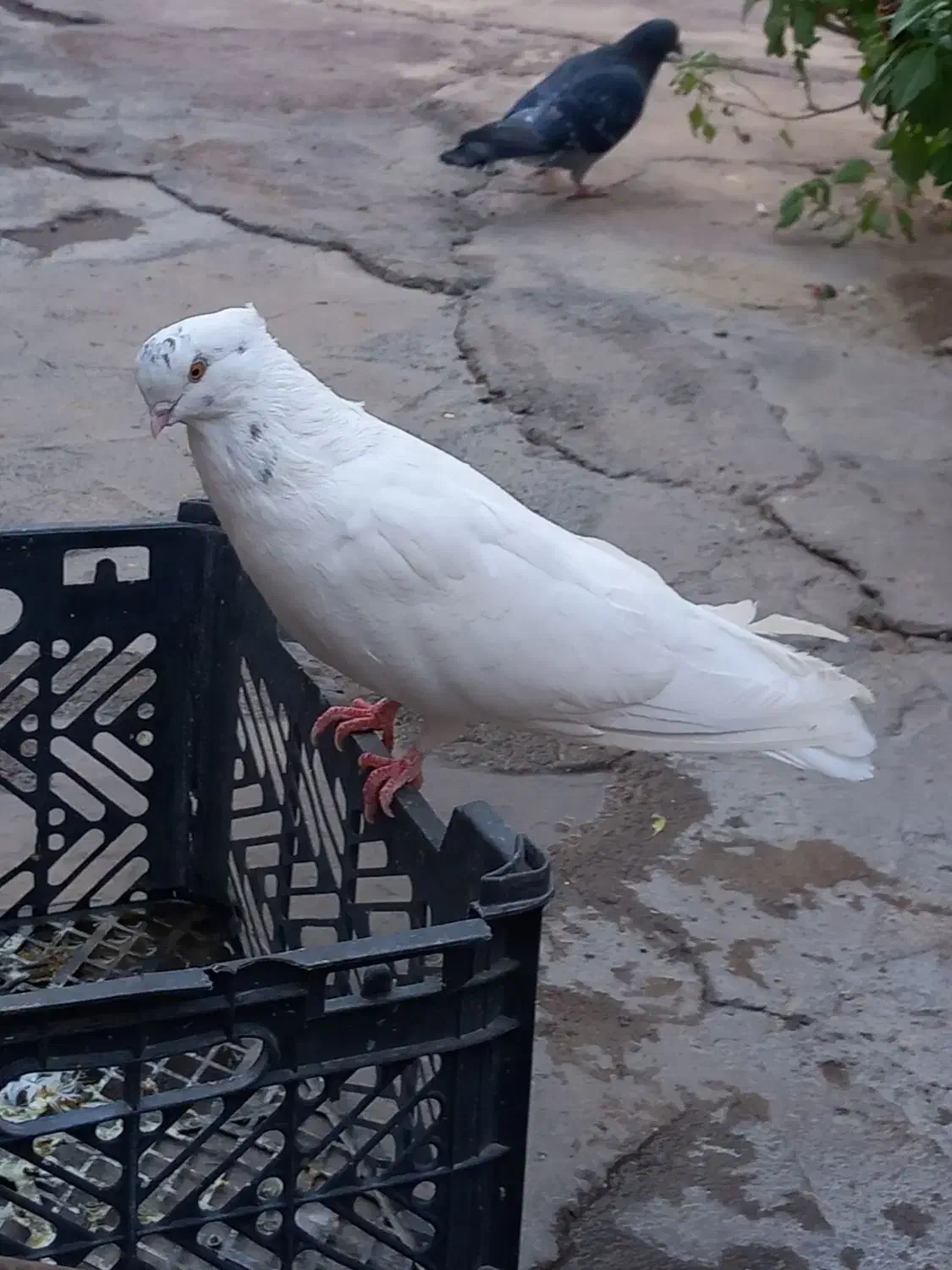 سفیدچشم زرد|پرنده|جیرفت, |دیوار